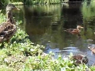 SINGLE MOM TRYING TO GET BY