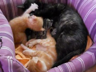 M&F s 14 JUIN 2011  A GIRAUMONT 54  TOUS DROITS RESERVES .