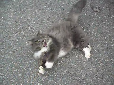 Film på Revis 20 Juni - 11. Med musik. 1.