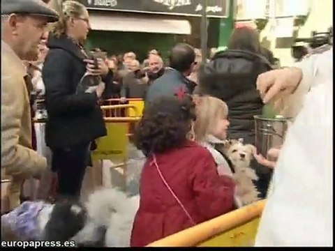 Centenares de mascotas reciben bendición de San Antonio