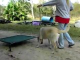 YouTube - Labrador Mojo ''away command'' Dogtra Pager