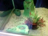 Mon aquarium avec mes 3 