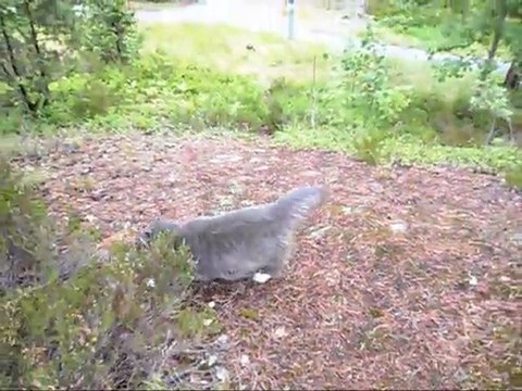 Film på Revis 20 Juni - 11. Med musik. 2.