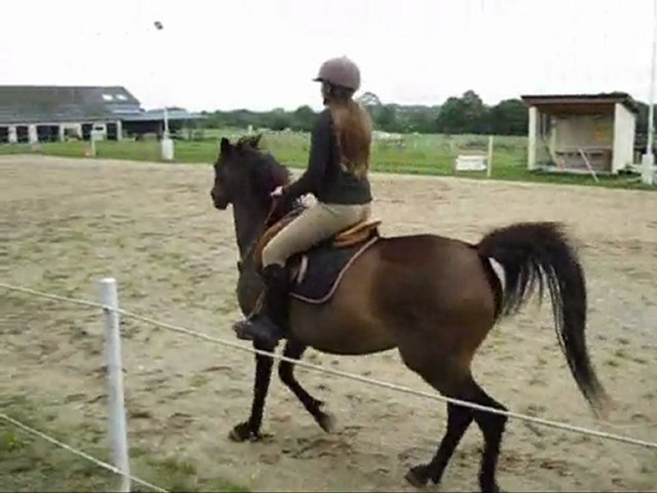 Séance en cordelette avec Ibti (PSA 4 ans) en débourrage