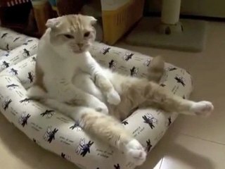 Sad Cat - Sad Song (version 3)