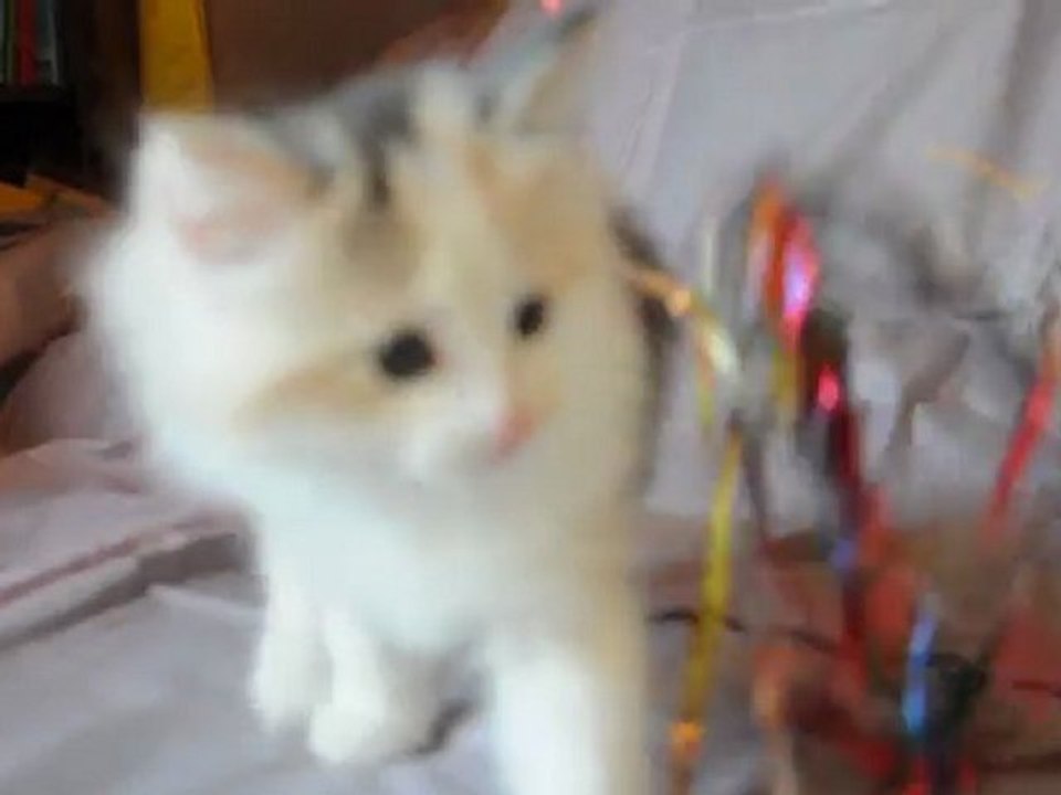 Gaïa des Fées d'Avalon*F - Echo x Feragen 2011 - 6 semaines