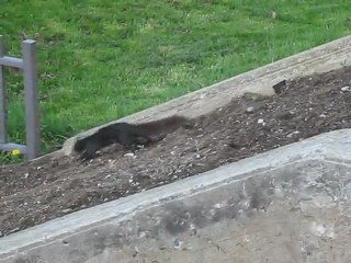 écureuil a Québec mai 2011