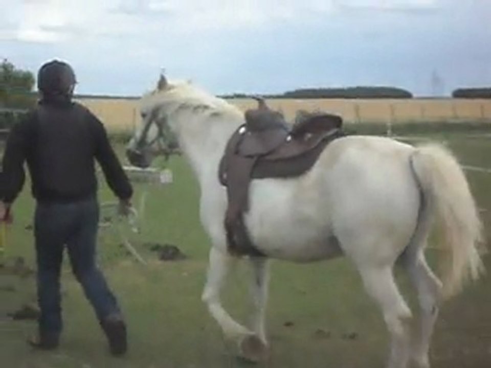 Stage d 'équitation: détente en main au sol 3) 19/06/2011.SDC10621
