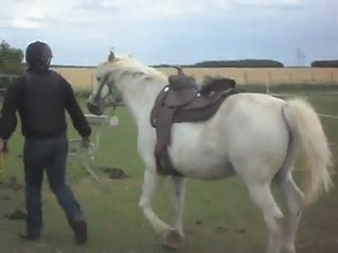 Stage d 'équitation: détente en main au sol 3) 19/06/2011.SDC10621