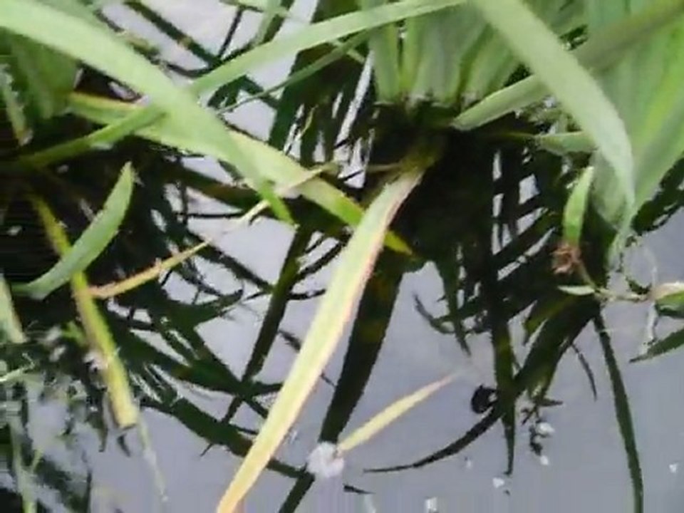 mes kois................