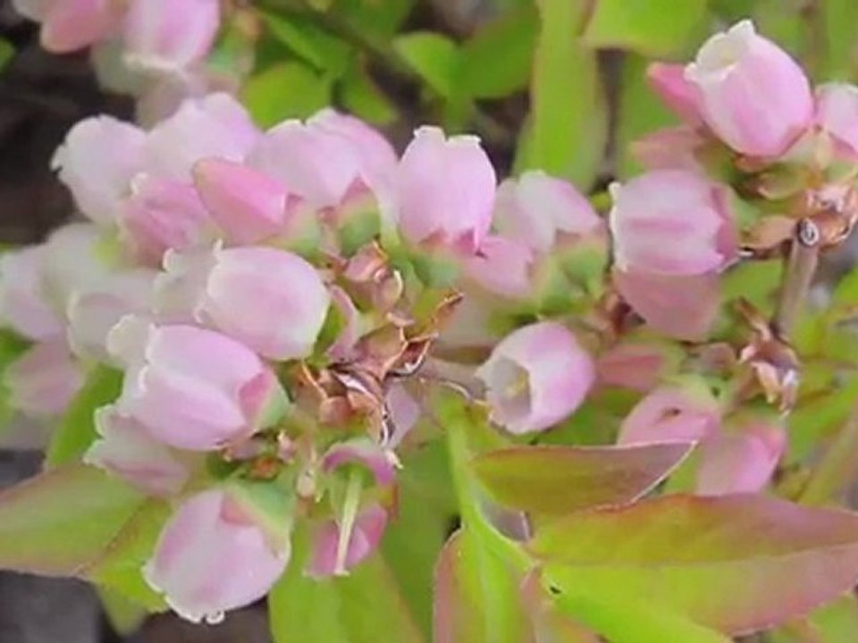Rivers Edge Community in Brampton, Ontario - Hindu Translation