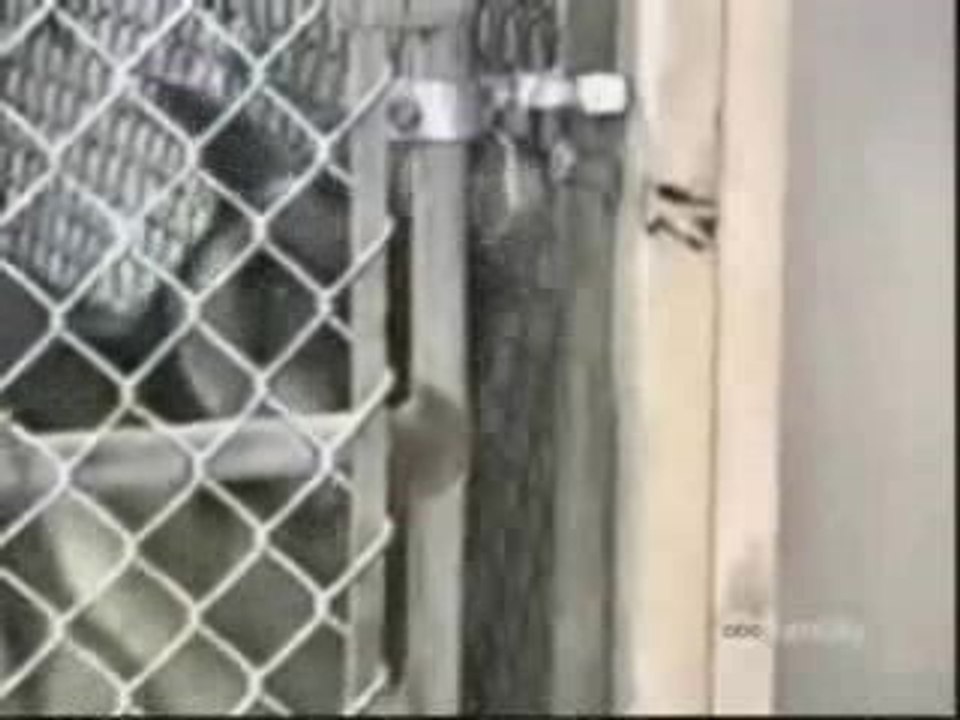 ANIMAUX (2) PAS MALINS ? A VOIR !