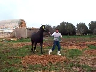 CHEVAL DE TBOURIDA MAROC
