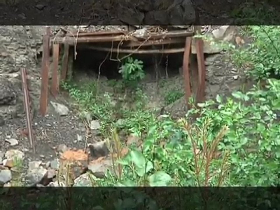La forêt des fossiles (Cévennes)