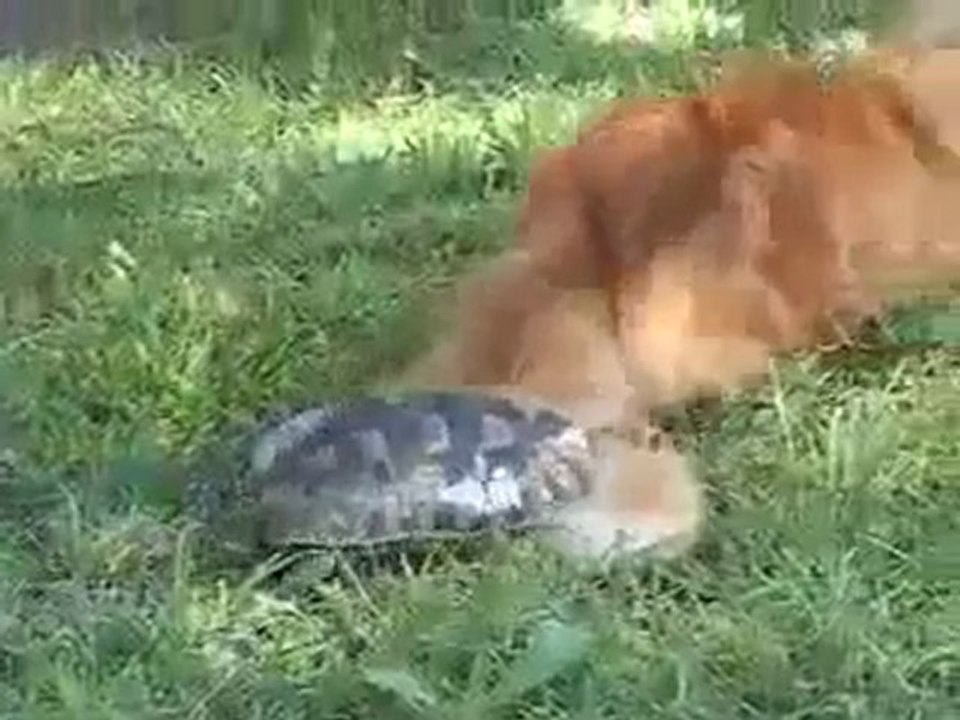 tortoise tormenting a cat
