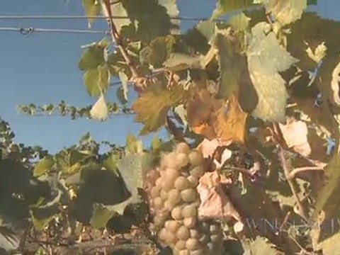 Winemaking Process: Are the Grapes Ready Yet?