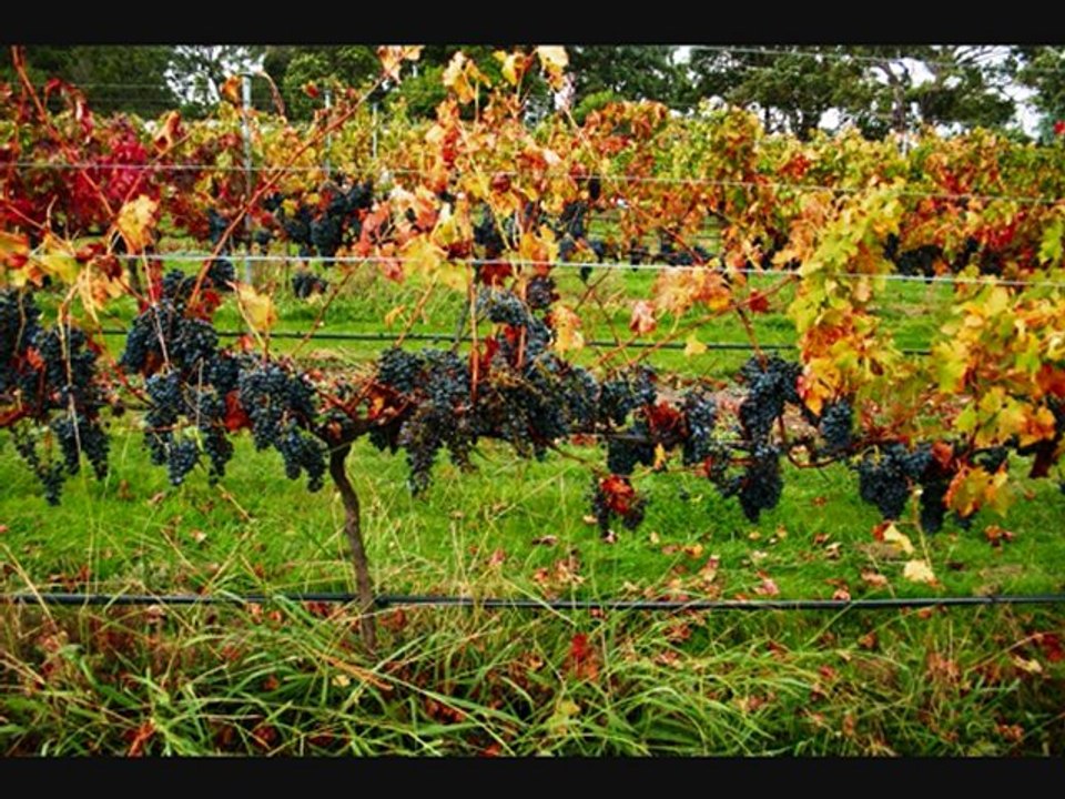 Owning a winery
