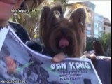 Can Kong deja su huella en Las Palmas de Gran Canarias