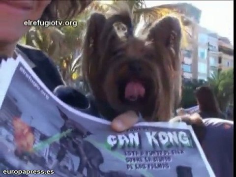 Can Kong deja su huella en Las Palmas de Gran Canarias