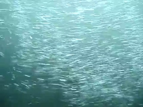 Passe à Poisson Gambsheim : Poissons empruntant la passe