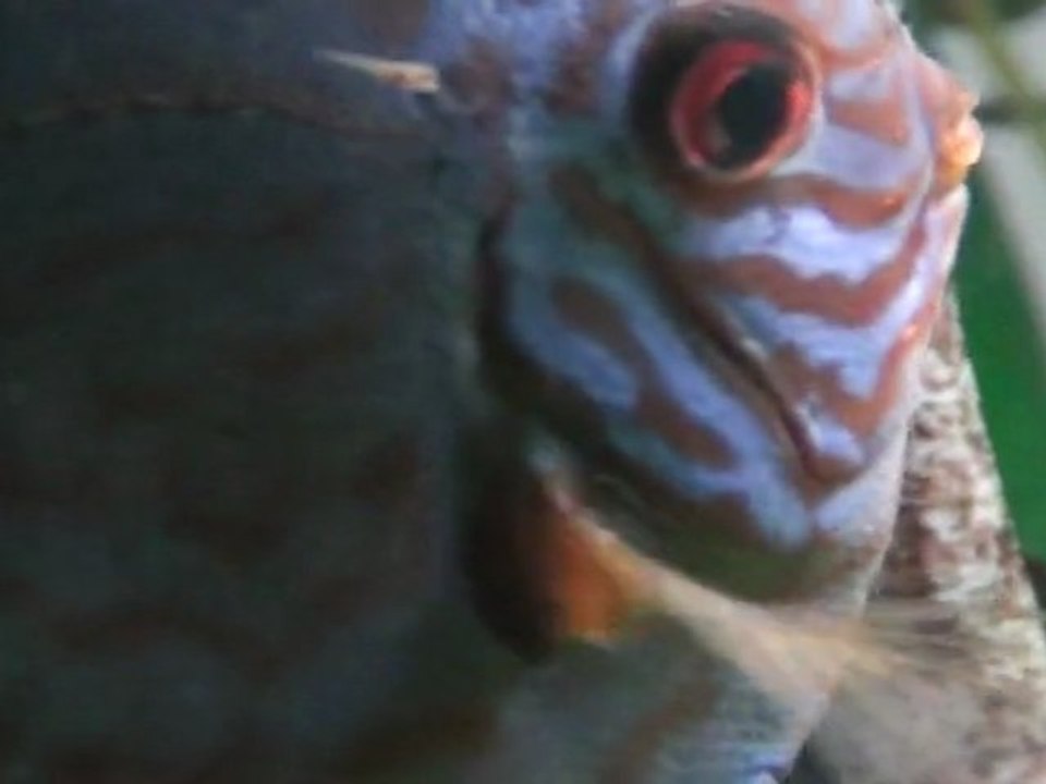 Discus Cobalt / Les petits sont enfin sur les parents