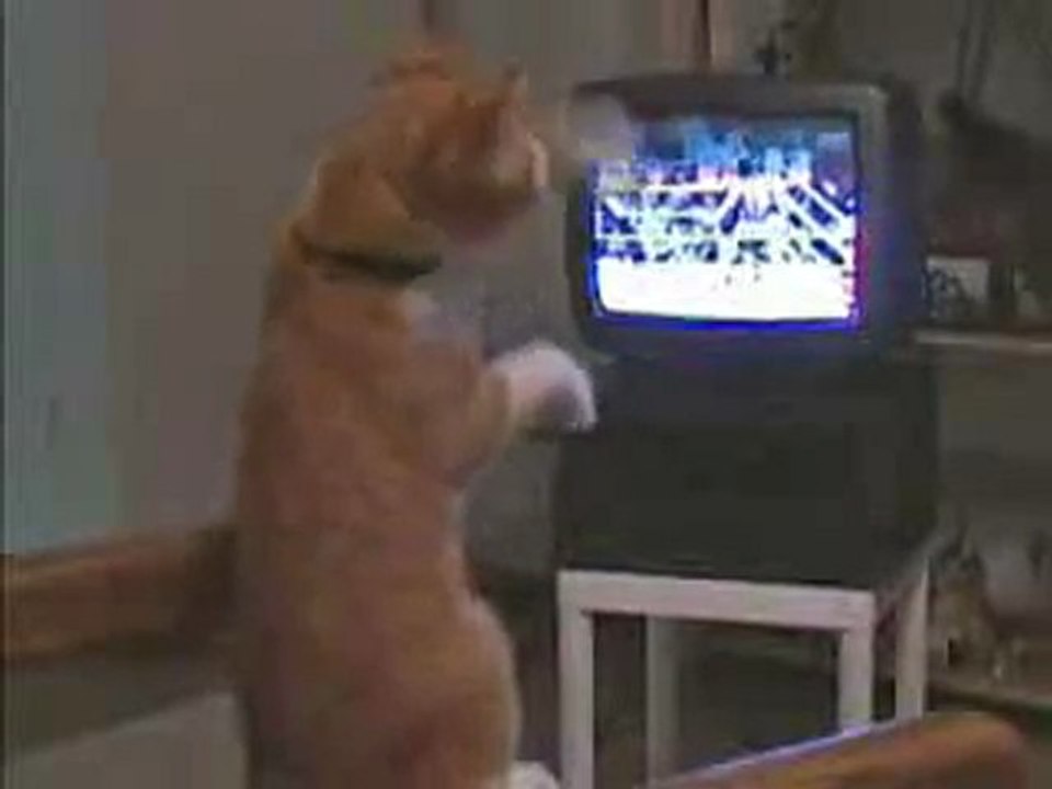 Un peu de boxe ....
