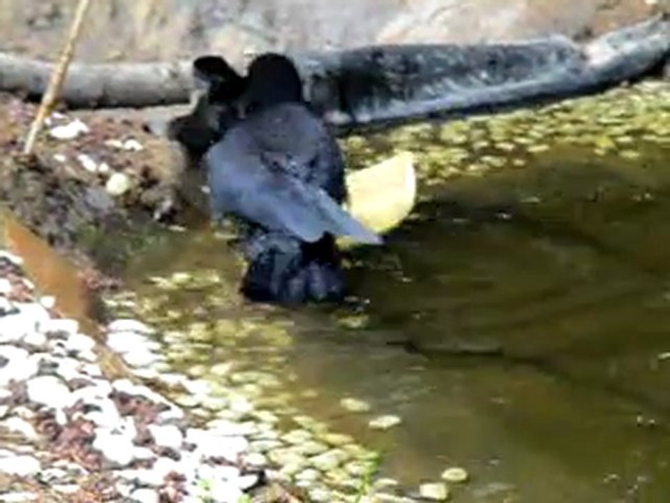 Chouquette la corneille prend son bain