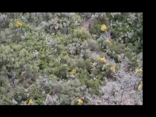 finale regional sanglier 2011 massif Ste Baume version courte