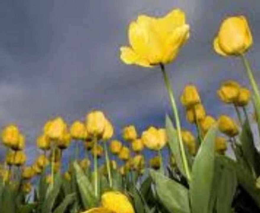 10.06.2011 Hayatın 3.gözü 1.kısım