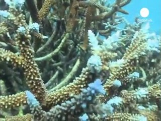 S.O.S. Oceani. Scienziati denunciano "estinzione in corso"