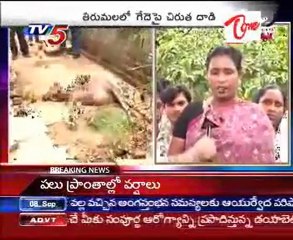 Haina Attacked on Calf, died @ Tirumala, Public very Scary