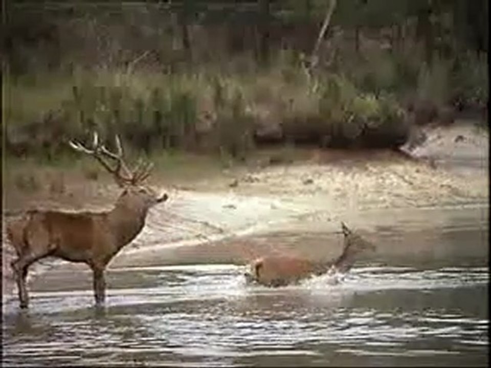 Il était une fois le cerf Partie2