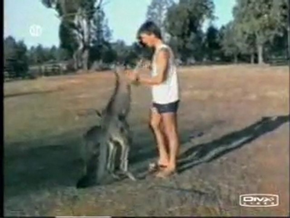 Best of animaux