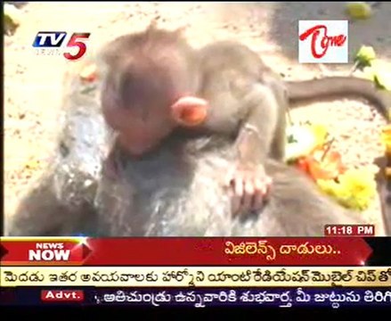 The Monkeys Group killed Crucially @ Madanapalle,Un Identified Persons maybe done