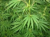 Drogues, cannabis - Bienvenue chez Basse - Europe1 - 150611