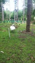 Center Parcs Swan And Her Signets