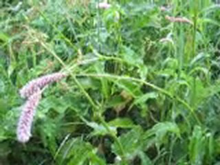 Le jardin d'Emilie-4