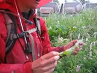 Le jardin d'Emilie-5