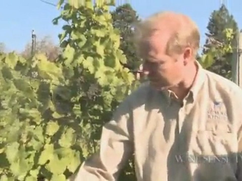 Gewurztraminer:  The Flavor and Food Pairing Rule