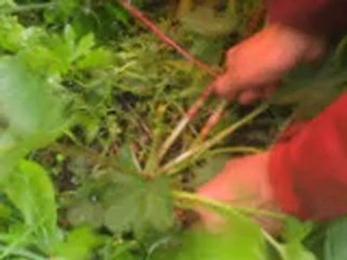 Le jardin d' Emilie-11