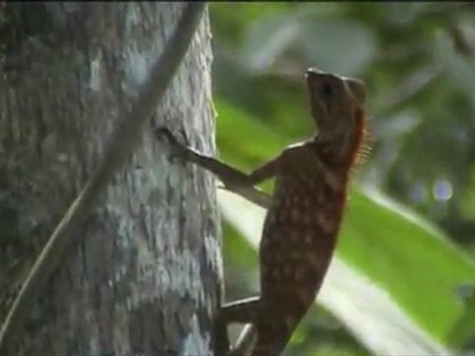 Agamid Lizard
