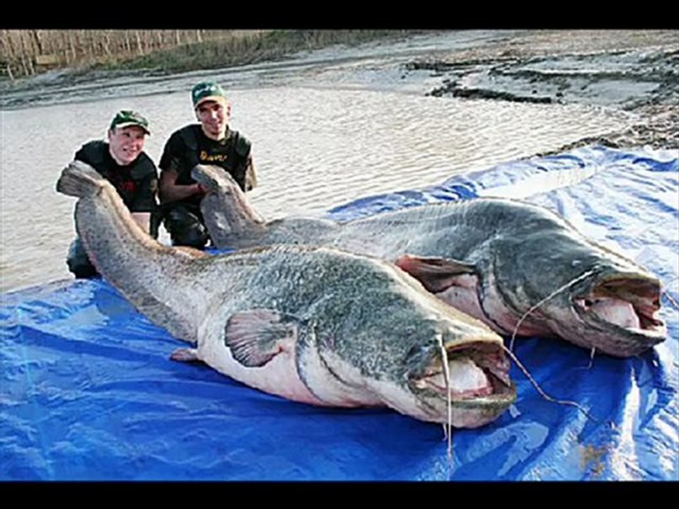 Worlds largest fish!