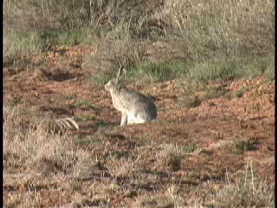 conejo