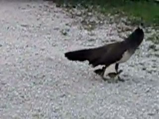 Mother peacock and the babies she protected