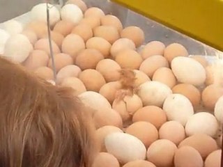 petit poussin vient de naitre