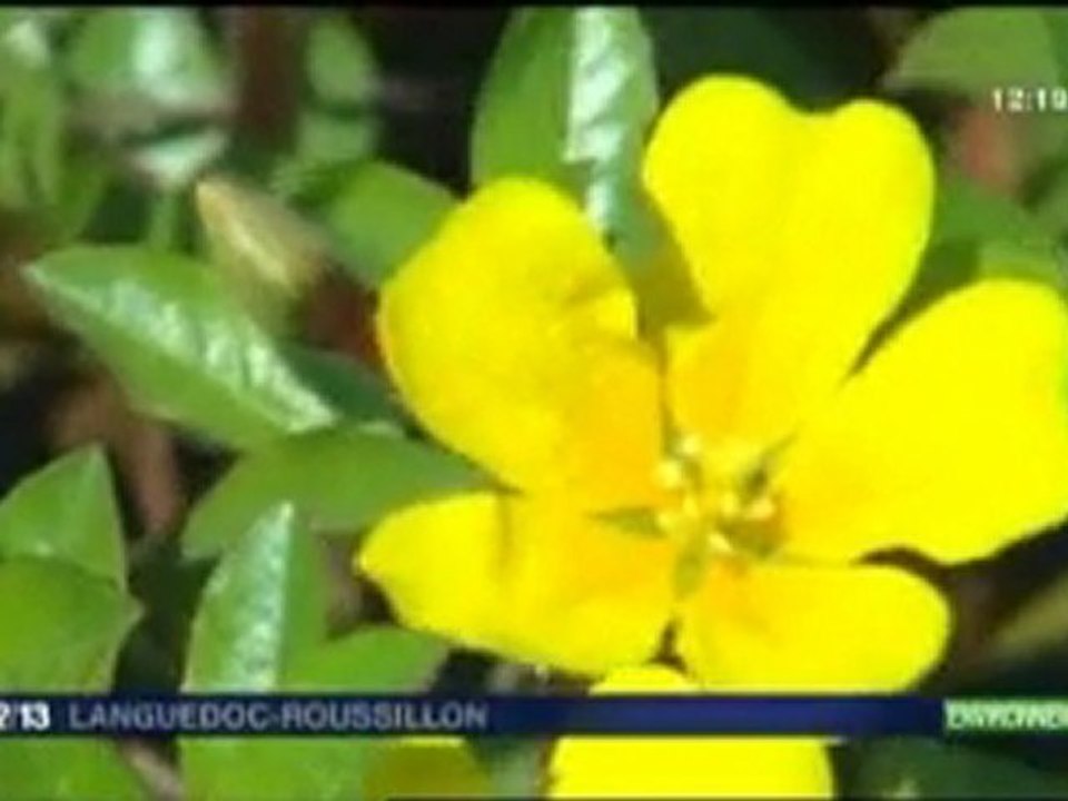 JT France 3 - les espèces invasives