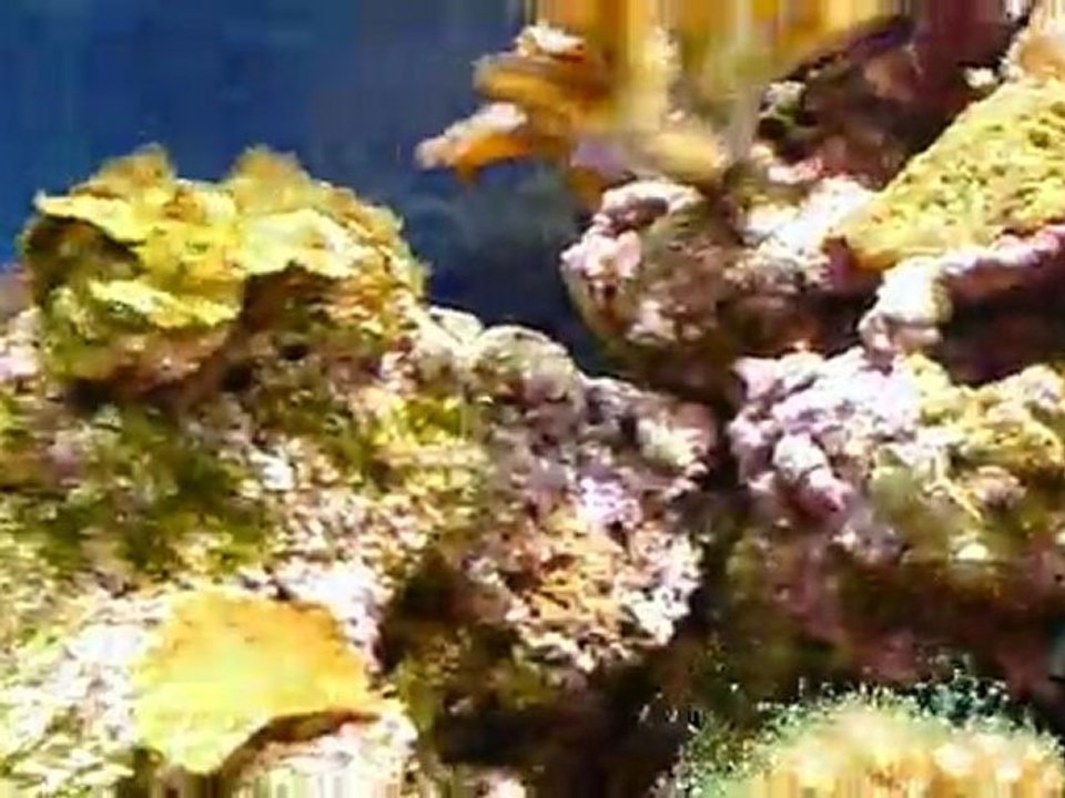 eclairage sous leds 50w 20000K