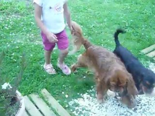 les chiens et les enfants 056