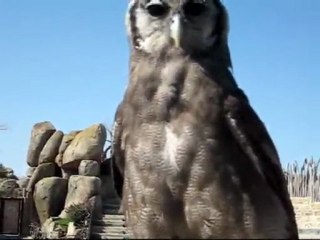 Verreaux Owl: training for the exhibit “The cycle of life” in Bioparc Valencia