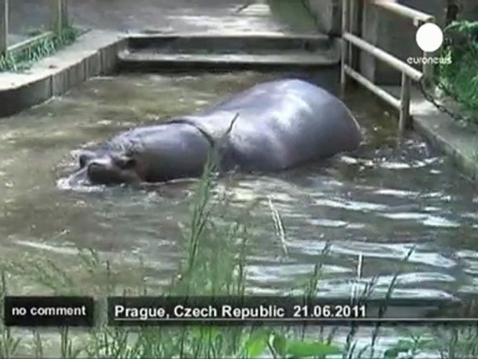 Prague zoo welcomes its newborn hippo - no comment